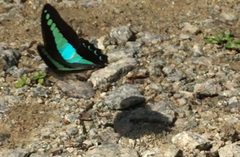 Graphium sarpedon luctatius