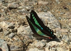 Graphium sarpedon luctatius