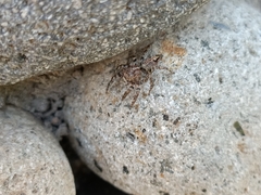 Anarrhotus fossulatus