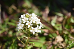 Lysimachia candida