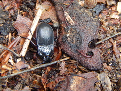 Abax parallelepipedus