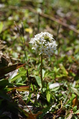 Lysimachia candida