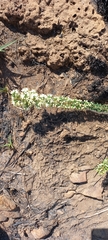 Asparagus flavicaulis