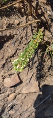Asparagus flavicaulis
