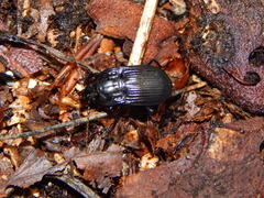 Abax parallelepipedus