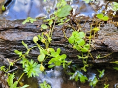 Callitriche palustris