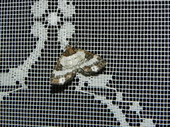 Melanthia procellata