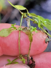 Callitriche palustris