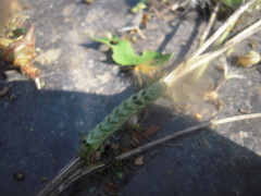 Melanchra persicariae