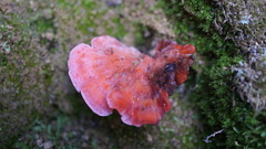 Climacodon roseomaculatus