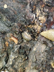 Armadillidium versicolor
