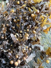 Sargassum