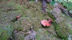 Climacodon roseomaculatus