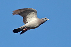 Columba oenas