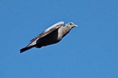Columba oenas