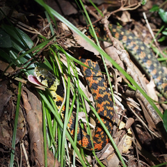 Rhabdophis tigrinus tigrinus