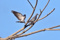 Columba oenas