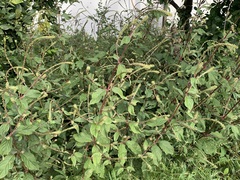Achyranthes