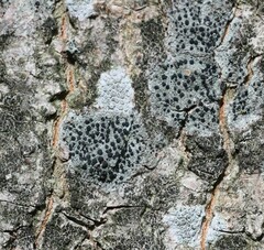 Lecidella elaeochroma