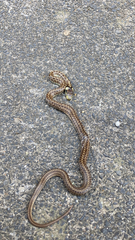 Zamenis longissimus