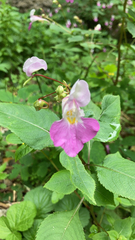 Impatiens balfourii