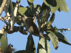 Ramsayornis fasciatus