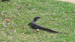 Varanus rosenbergi