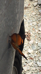 Doleschallia bisaltide pratipa