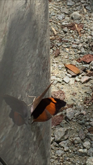 Doleschallia bisaltide pratipa