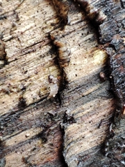 Haplophthalmus danicus