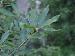 Quercus serrata brevipetiolata