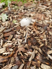 Coprinopsis lagopus