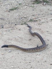 Aspidites melanocephalus