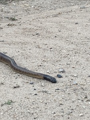 Aspidites melanocephalus