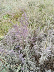 Suaeda maritima