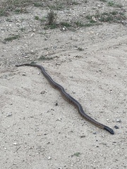 Aspidites melanocephalus