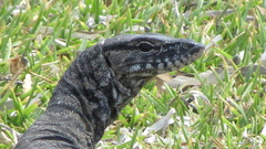 Varanus rosenbergi