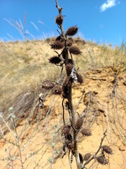 Xanthium orientale riparium