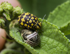 Orsilochides scurrilis