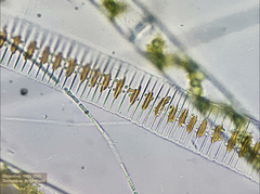 Fragilaria