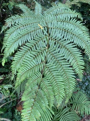Alsophila latebrosa