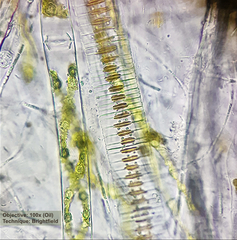 Fragilaria