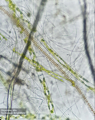 Fragilaria