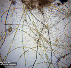 Fragilaria