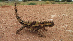 Moloch horridus