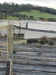 Phylidonyris novaehollandiae