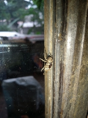 Prosoplus bankii