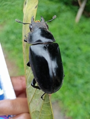 Lucanidae