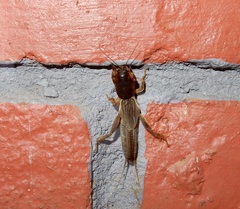 Gryllotalpa orientalis