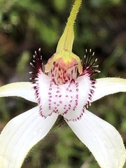 Caladenia longicauda